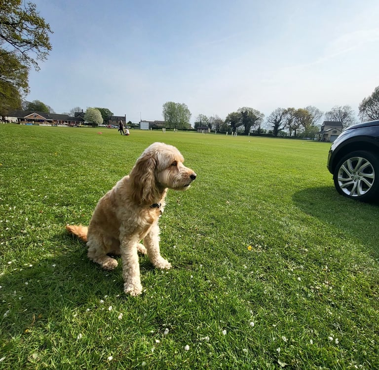 Dog Sitting in Leeds
