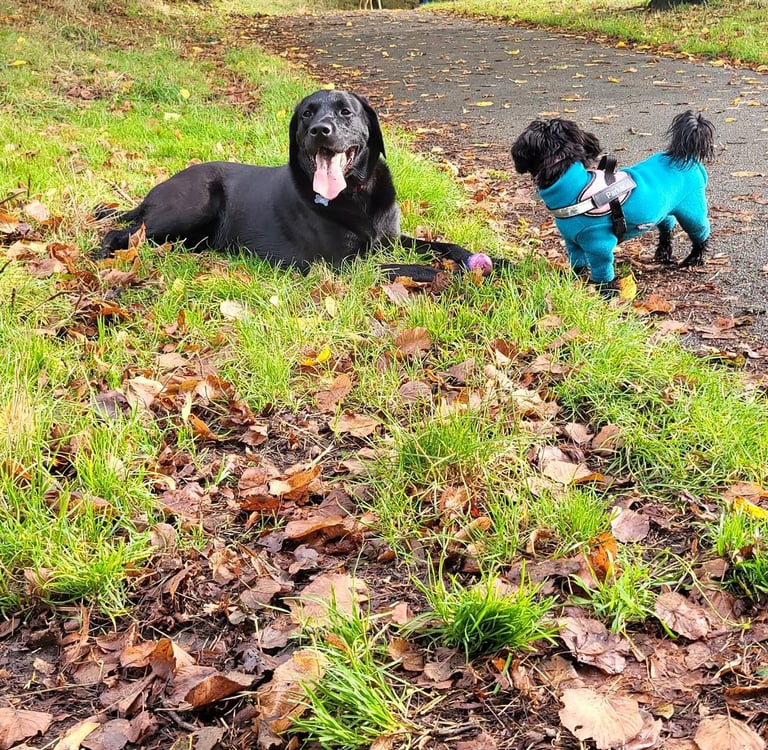 Home Dog Boarding Leeds