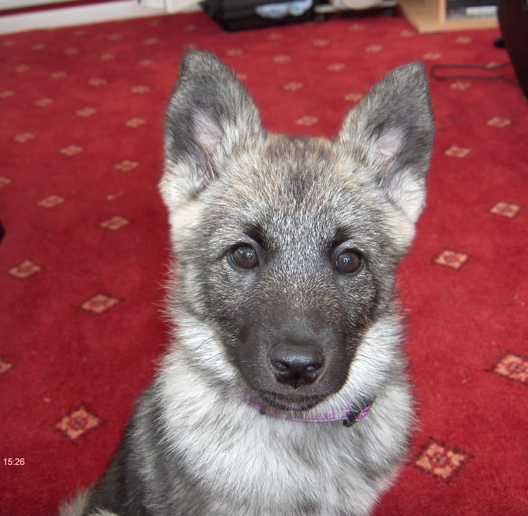 home dog boarding in Wakefield