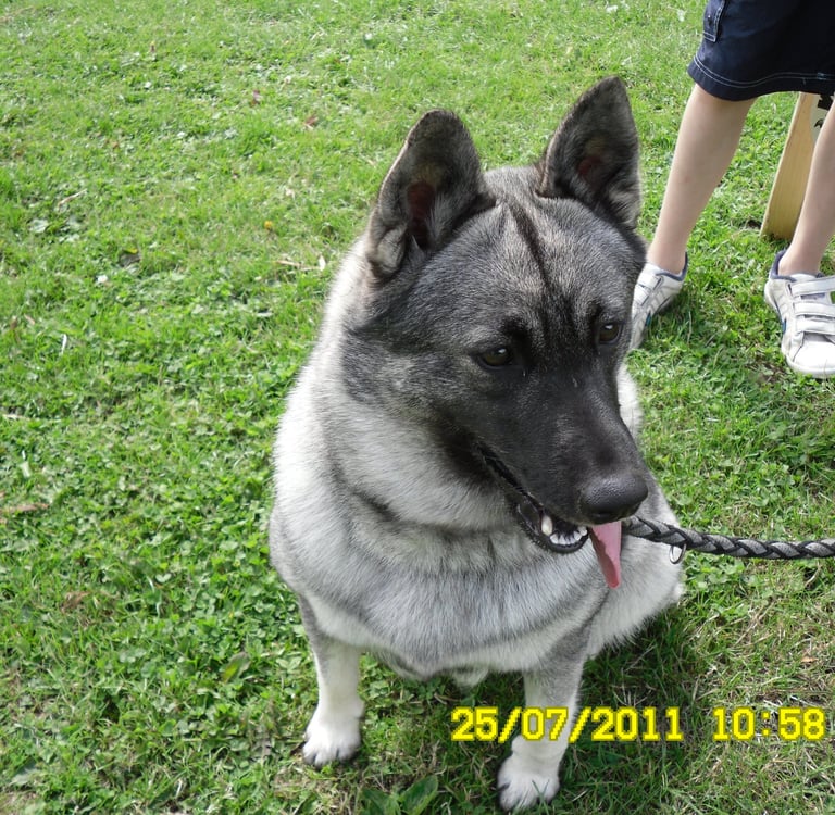 Norwegian Elkhound