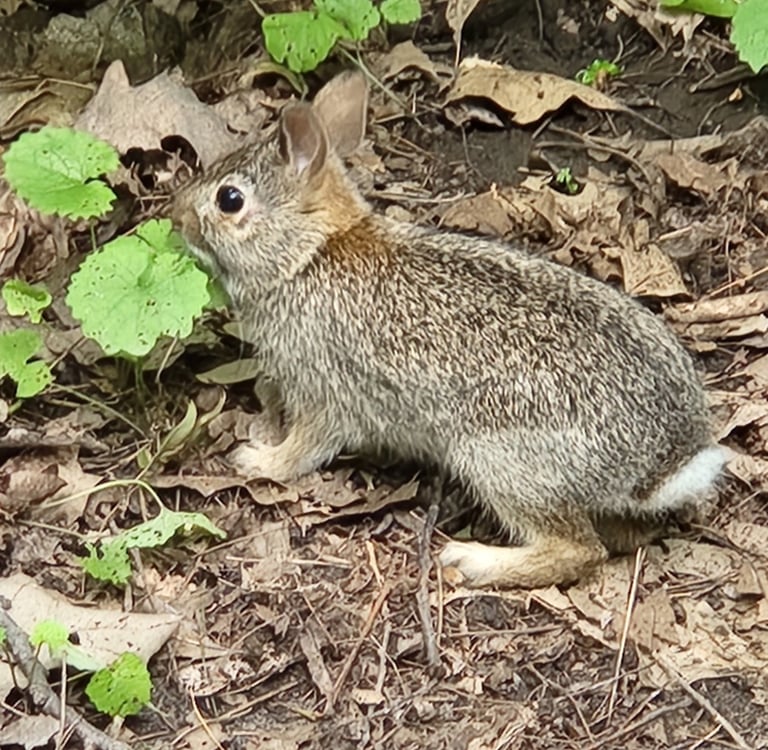 a rabbit