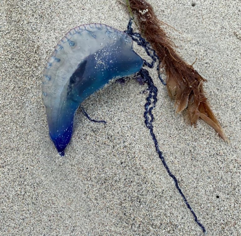 Portuguese Man-o-war jellyfish in Varadero