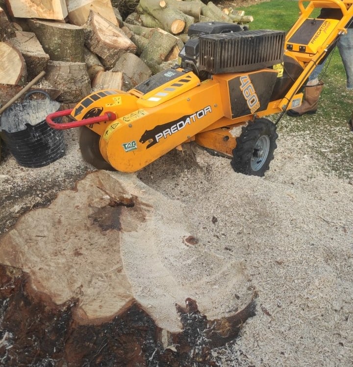 what is the cost of stump grinding in cheltenham Gloucestershire by Hamilton Trees and Gardens