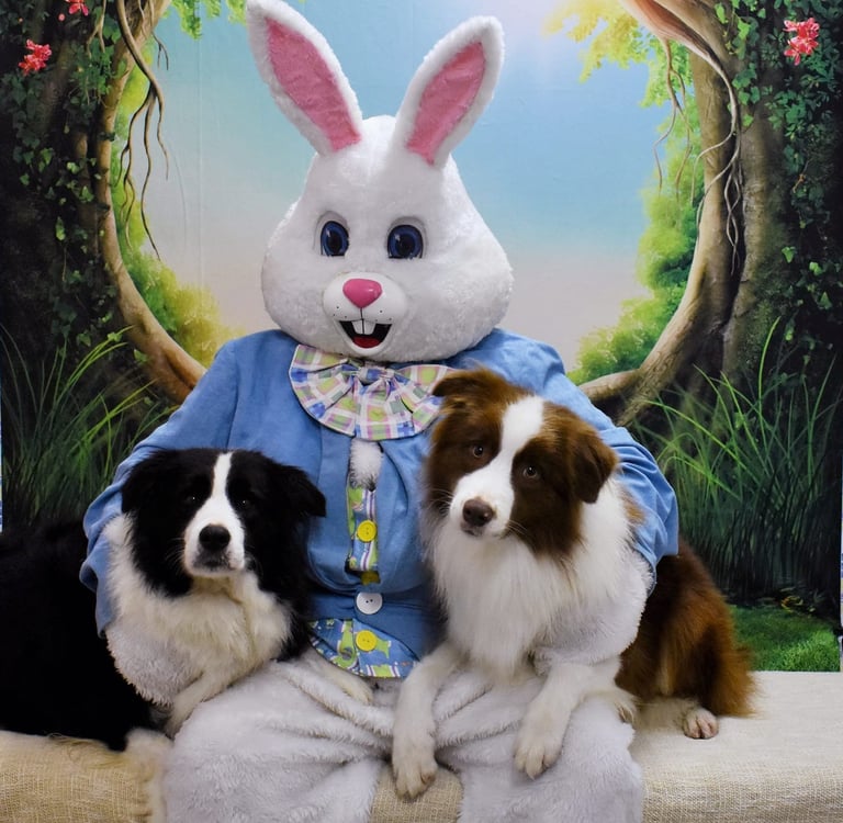 chocolate and black and white border collie 