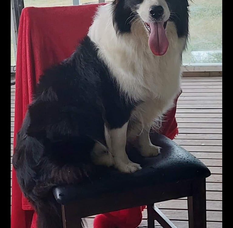 black and white border collie dam 