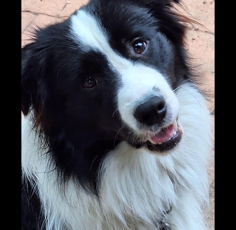 Black and White Stud Dog Border Collie