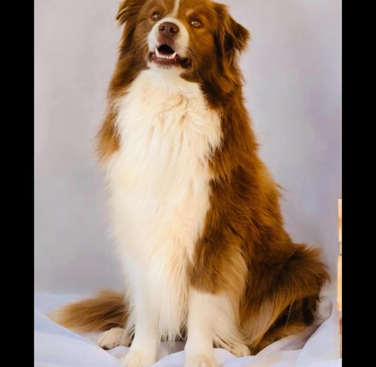 french bloodlines chocolate and white border collie stud dog 