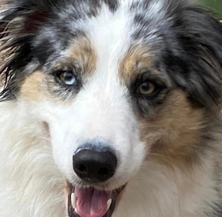 tri blue merle border collie mum 