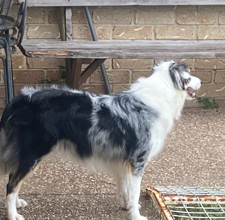 top condition border collie pregnancy 