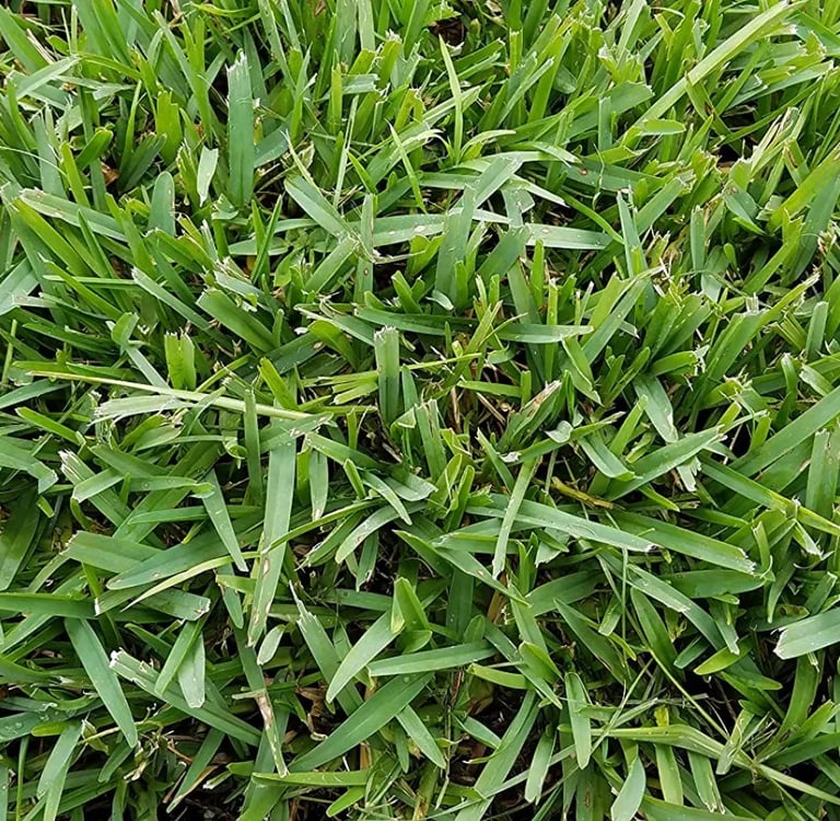 St Augustine Grass