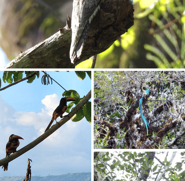 A Common Potoo in a tree