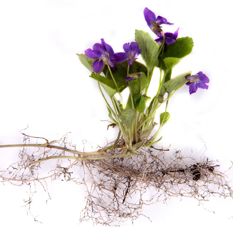 Grow Plan - Upgraded Website Management