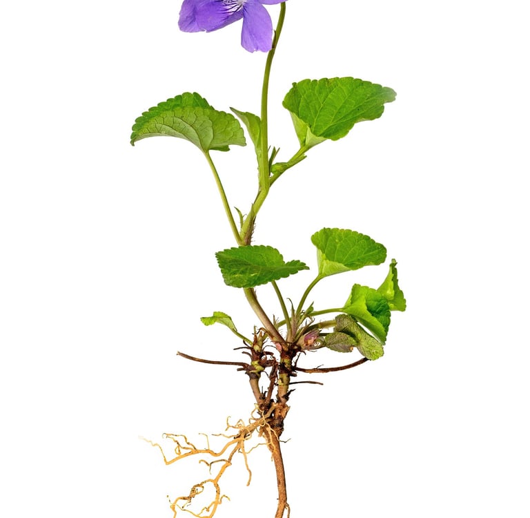 Root Plan - Essential Website Management