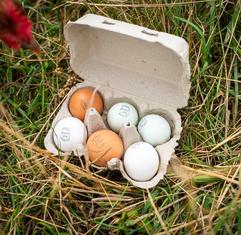 Organic pasture raised egg box mixed colours, brown, blue and white