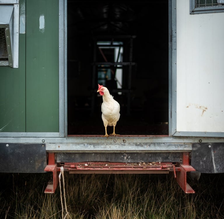 organic pasture raised chicken