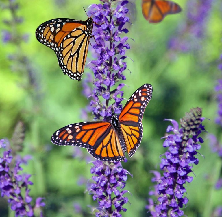 Butterlies on flowers to represent nature, personal growth, homesteading, gardening