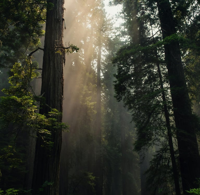 forest world to reflect natural living, nature, slow living, health and wellness