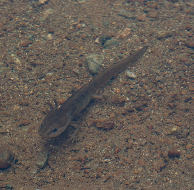 A newt in Petgill Lake