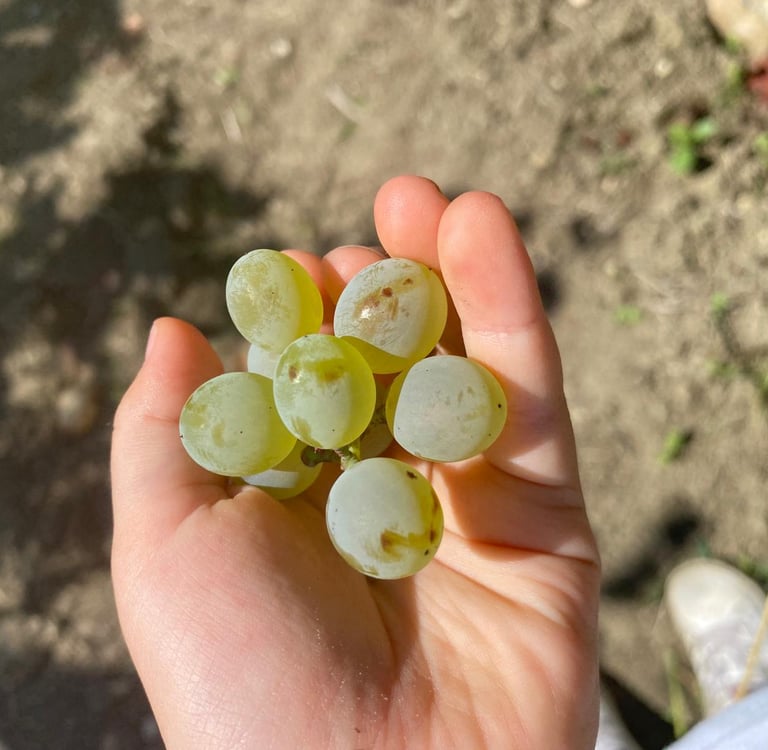 a person holding a bunch of grapes in their hands