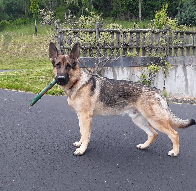 German Shepherd holding stick