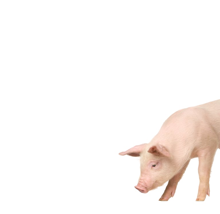 Pig used in the visual identification of Weihs Animals products.