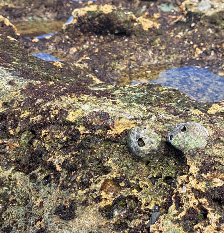 Barnacles on rocky reef