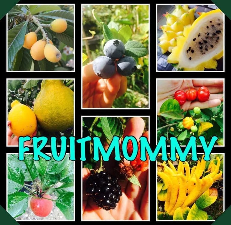 montage of fruits with word Fruitmommy superimposed