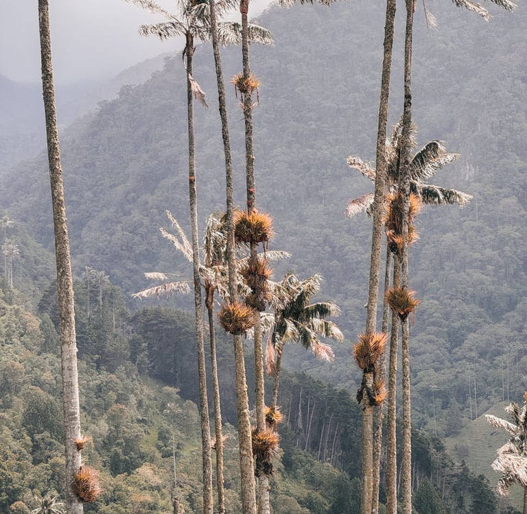 Cocora Valley Hike in Colombia, South America