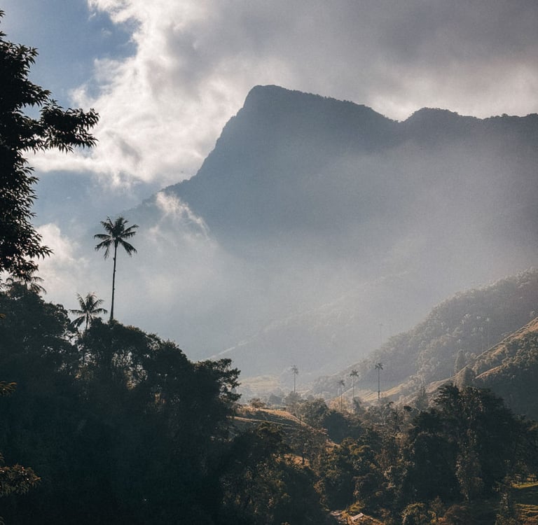 Cocora Vally in the morning, Salento in Colombia