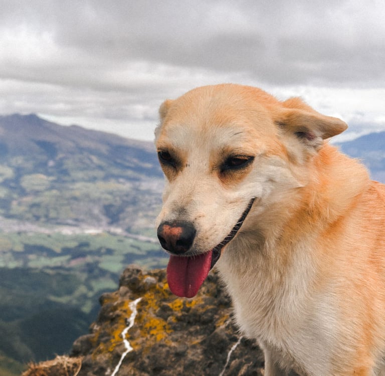 Pasochoa Hike with Secret Garden Hostel, Ecuador, South America