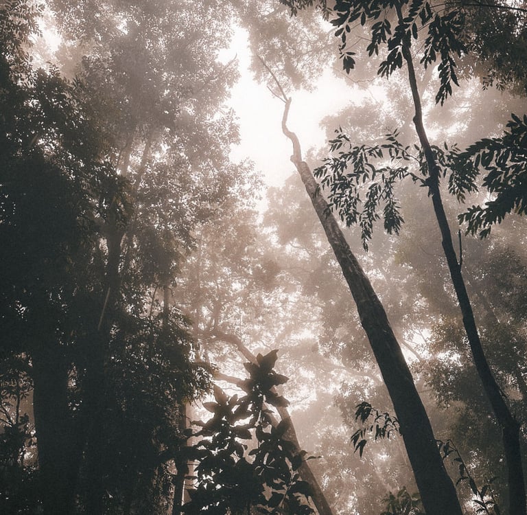 Pico do Papagaio Hike, Ilha grande, Brazil, South America