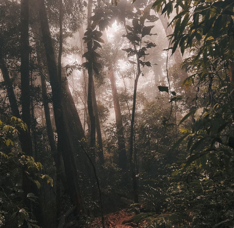 Pico do Papagaio Hike, Ilha grande, Brazil, South America