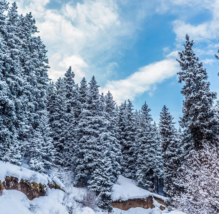 a snow covered forest filled with lots of trees, Karakol, by Collab Media