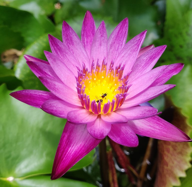Water Lily