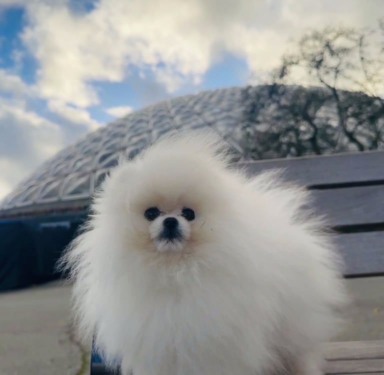 Pomeranian de calidad en México