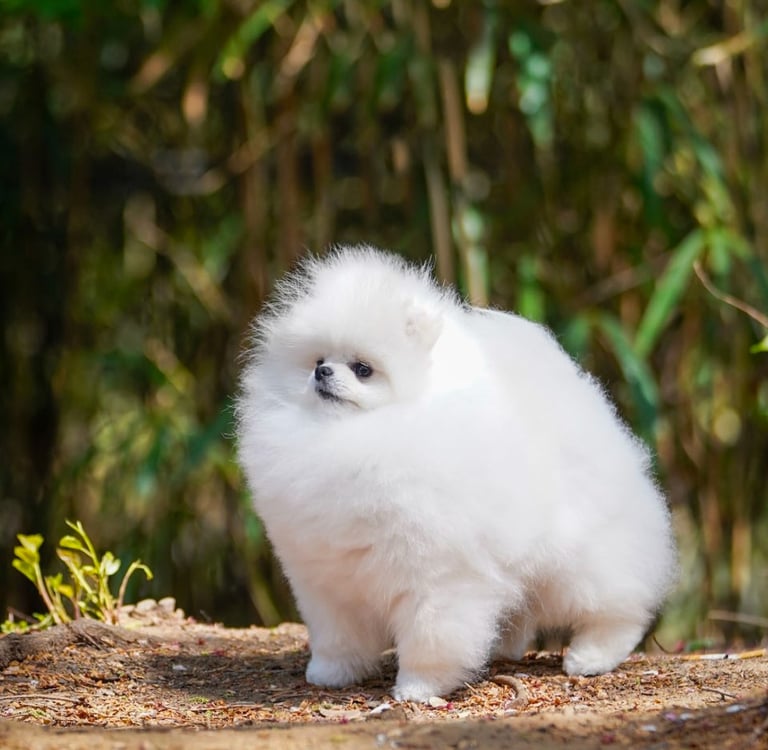 Cachorro Pomeranian Mini de Calidad