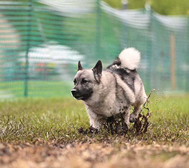Norwegian Elkhound running FastCAT in the mud