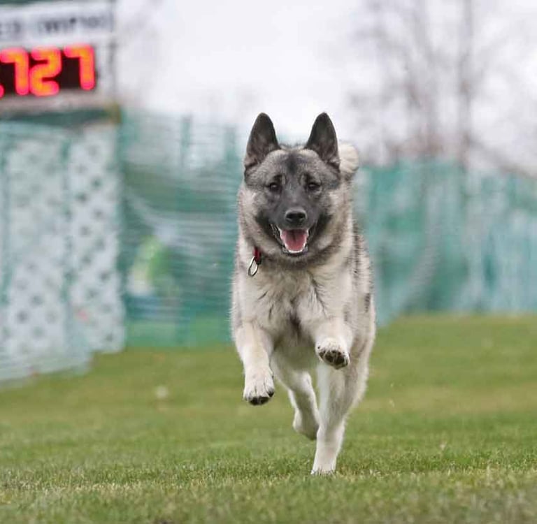 Norwegian Elkhound running FastCAT