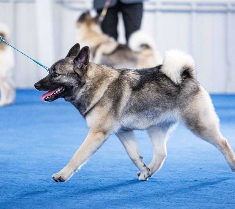 Norwegian Elkhound gaiting in the show ring