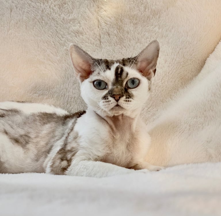 Mikki Mouse sitting on a couch with a white blanket