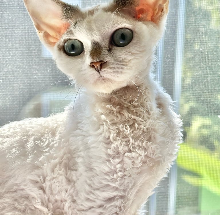 Dominika with big aqua eyes