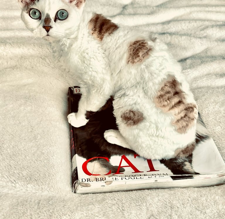 Dominika sitting on top of a book