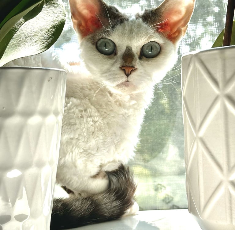 Dominika sitting on a table in front of a window