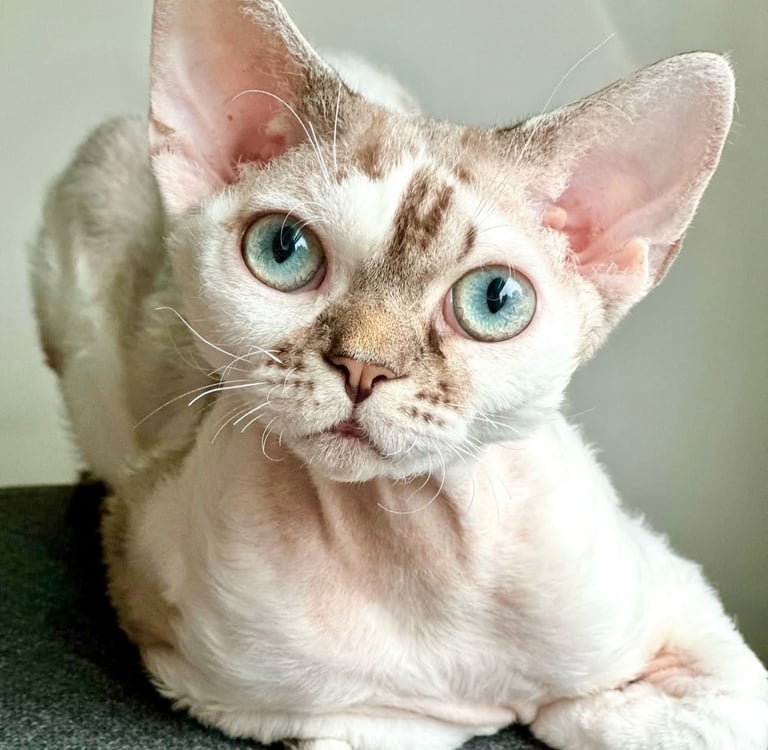 Mikki Mouse - a cat with aqua eyes