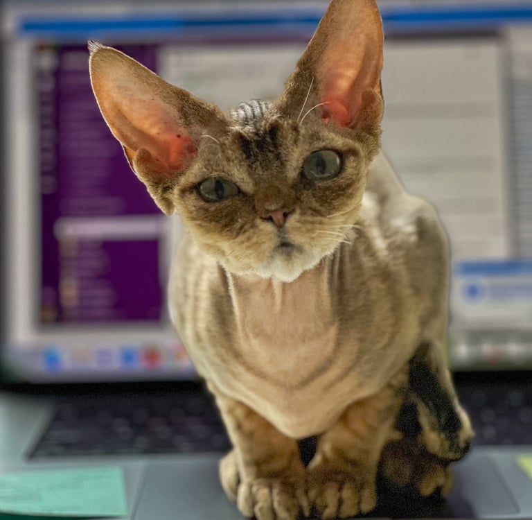 Lyubov sitting on top of a laptop computer