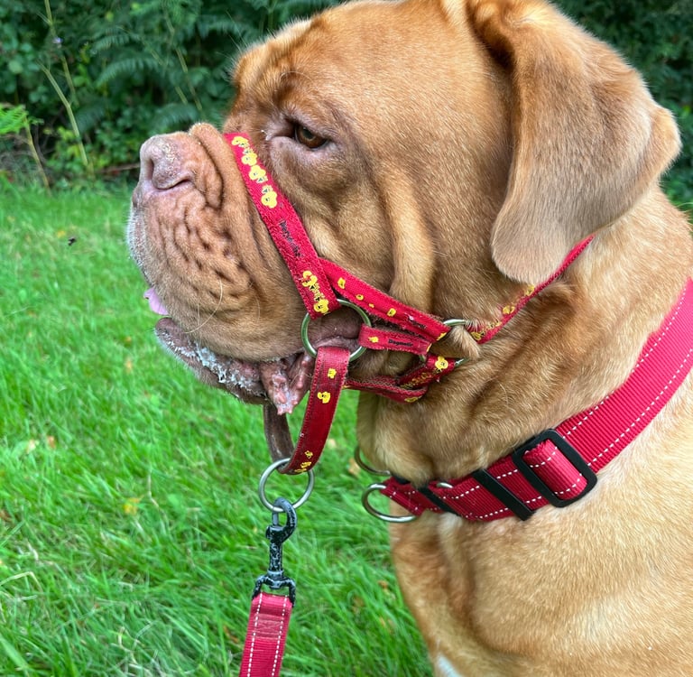 An example of folded ears in Lilou the DDB