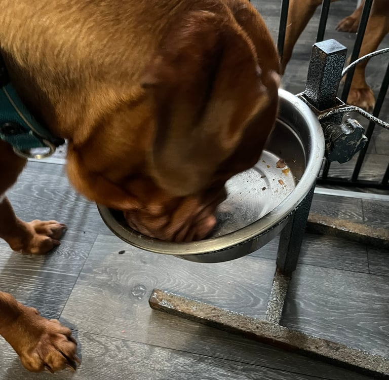 Ember licking her bowl clean after enjoying the Edgard Cooper Chicken & Turkey Tray