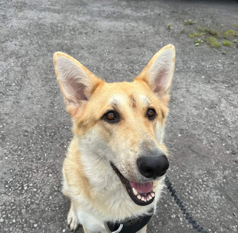 An example of "erect" ears in Luna the GSD