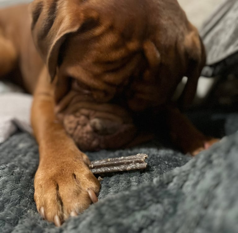 Pumpkin enjoying chewing hid Edgard Cooper Doggy Dental in Cool Mint Oil & Strawberry flavour