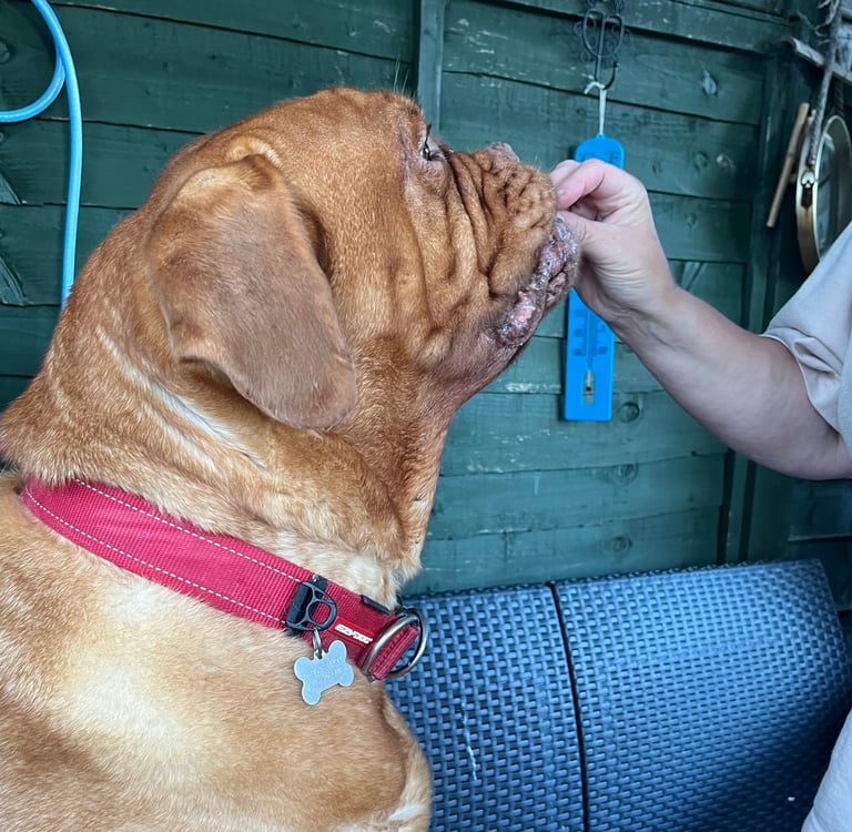 Step 1: Lilou getting a treat before she gets her ears cleaned